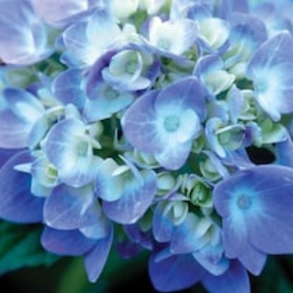 Meet your Posher, Mara - Picture 1 of 1